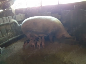 Purcei de vanzare rasa de carne  ,pietran cu marele alb  - imagine 5