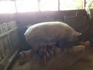 Purcei de vanzare rasa de carne  ,pietran cu marele alb  - imagine 4