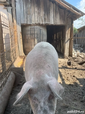 Porc de vanzare  - imagine 2 Porc de vanzare  - imagine 2