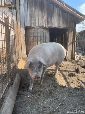 Porc de vanzare  - imagine 3 Porc de vanzare  - imagine 3