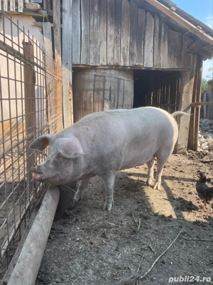 Porc de vanzare 