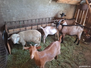 Vând Berbecuti, Iezi, Oi comuna Pechea