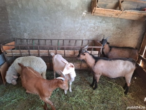 Vând Berbecuti, Iezi, Oi comuna Pechea - imagine 2