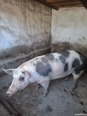 Vând porci, purcei Comuna Pechea  - imagine 2 Vând porci, purcei Comuna Pechea  - imagine 2