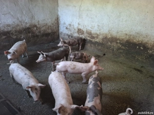 Vând porci, purcei Comuna Pechea  - imagine 3 Vând porci, purcei Comuna Pechea  - imagine 3