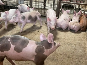 Vand porci si purcei de carne - imagine 4