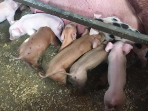 Vand porci si purcei de carne