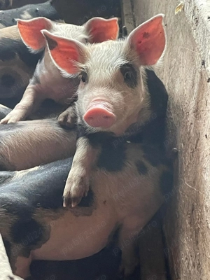 Vand porci si purcei de carne - imagine 2