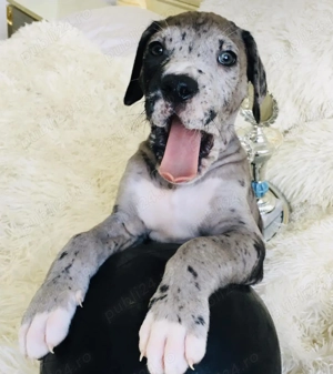 Dog German Marele Danez  - imagine 3