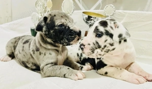 Dog German Marele Danez  - imagine 2