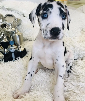 Dog German Marele Danez  - imagine 4