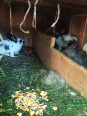 vând iepuri  - imagine 3