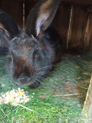 vând iepuri  - imagine 4