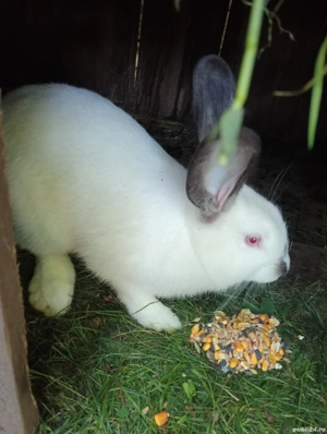 vând iepuri  - imagine 2