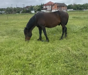 Armăsar pentru Monta 