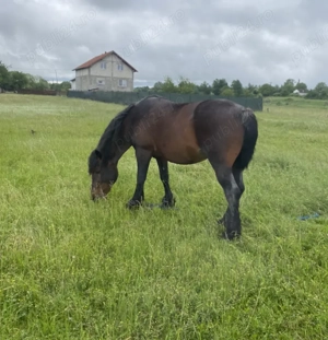 Armăsar pentru Monta  - imagine 2 Armăsar pentru Monta  - imagine 2