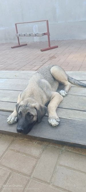 Kangal culoare lupie  - imagine 2