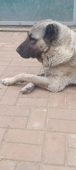 Kangal culoare lupie  - imagine 5