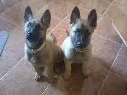 Vand 2 pui Ciobănesc Belgian