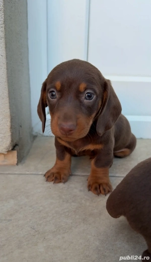 catei teckel  - imagine 4