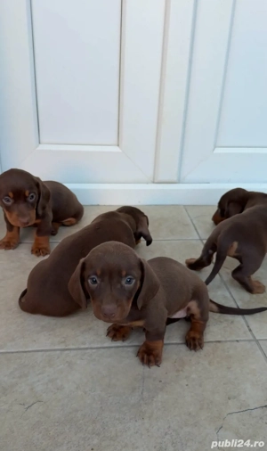 catei teckel  - imagine 2