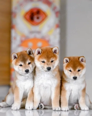 Disponibili Pui Shiba Inu - frumusețe, elegantă și personalitate unica!