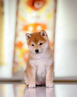 Disponibili Pui Shiba Inu - frumusețe, elegantă și personalitate unica! - imagine 3