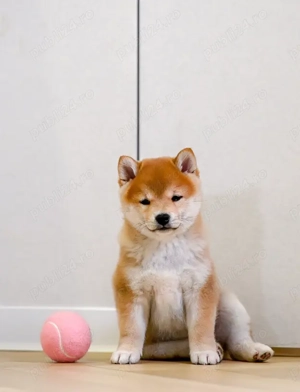 Pui rasă Shiba Inu - Eleganta Japoneza!