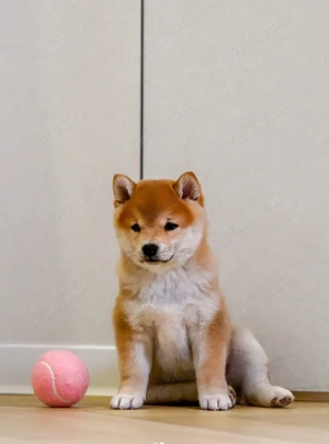 Pui rasă Shiba Inu - Eleganta Japoneza! - imagine 2