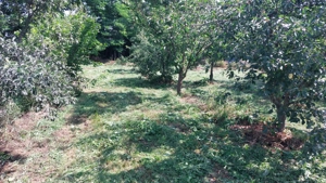 Teren intravilan ecologic  - imagine 2