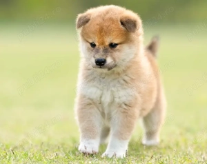 Pui din Rasa Shiba Inu pregătiți pentru familii iubitoare! - imagine 2