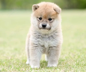 Pui din Rasa Shiba Inu pregătiți pentru familii iubitoare! - imagine 3