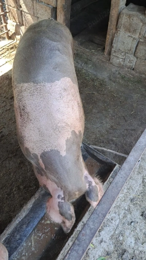 Vand porci de carne - imagine 2