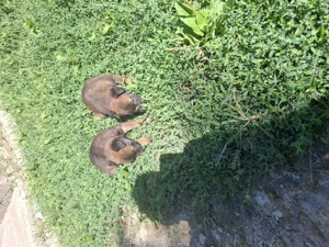 De vânzare 3 puiuți de malinos 