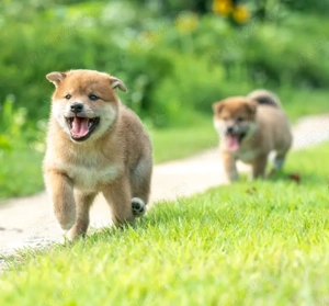 Pui rasă Shiba Inu - Eleganta Japoneza, Temperament Echilibrat  - imagine 3