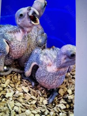 Vand pui de amazoni fruntea albastra