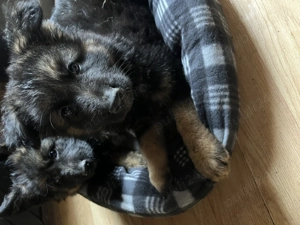 Pui ciobănesc german de vânzare 