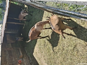 Capre de rasa alpina franceza!!