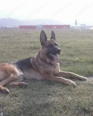 Pui ciobănesc german de vânzare  - imagine 3