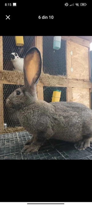 schimbam căsuța  - imagine 4