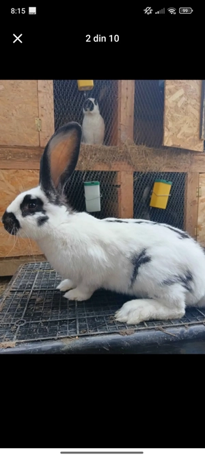 schimbam căsuța  - imagine 3