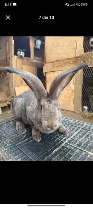 schimbam căsuța  - imagine 2