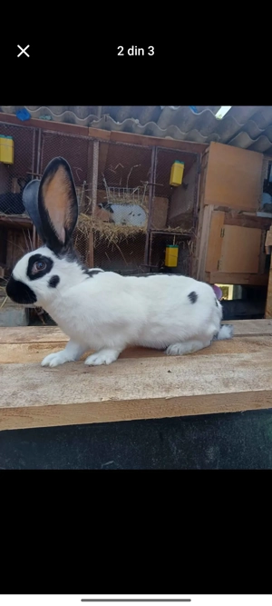 schimbam căsuța  - imagine 5