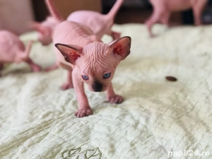 Pisic Sfinx Sphynx - imagine 2