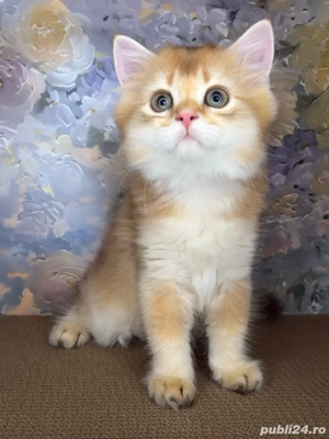 British longhair Mascul  - imagine 2