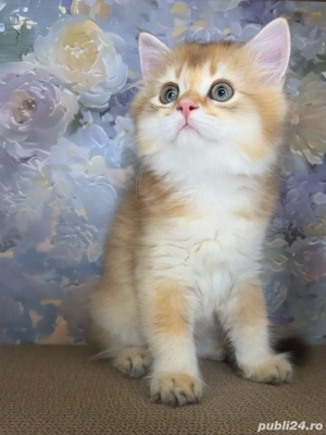 British longhair Mascul  - imagine 3