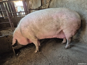 Porc mare de vânzare 6000lei ,negociabil