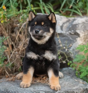 Pui rasă Shiba Inu - Eleganta Japoneza, Temperament Echilibrat  - imagine 5
