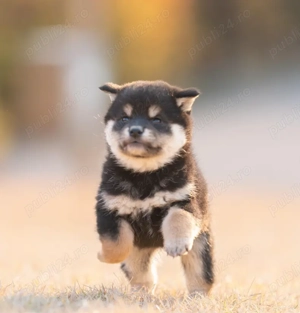 Disponibili Pui Shiba Inu - frumusețe, elegantă și personalitate unica! - imagine 4