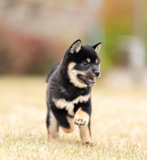 Pui din Rasa Shiba Inu pregătiți pentru familii iubitoare! - imagine 4